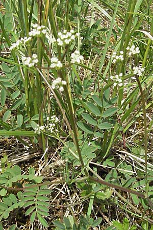 Trinia glauca \ Blaugrner Faserschirm / Honewort, D Karlstadt 16.6.2007