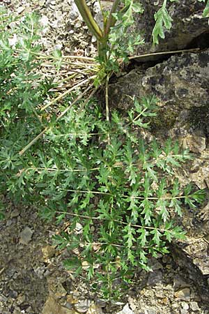 Seseli libanotis / Moon Carrot, D Karlstadt 16.6.2007