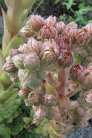 Sempervivum tectorum \ Dach-Hauswurz, D Hemsbach 12.7.2007