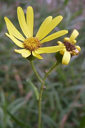 Senecio paludosus / Fen Ragwort, D Römerberg 14.8.2008