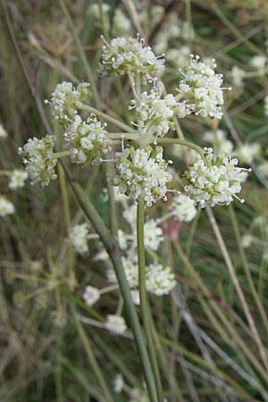 Seseli hippomarathrum \ Pferde-Sesel / Horse Fennel, D Sasbach am Kaiserstuhl 23.8.2008