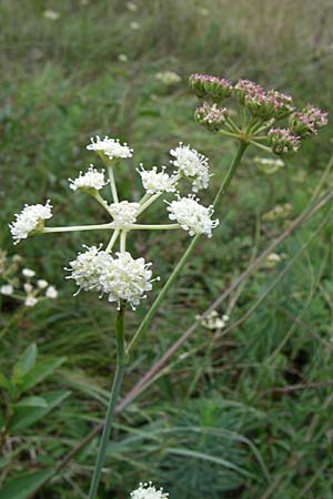 Seseli hippomarathrum \ Pferde-Sesel / Horse Fennel, D Sasbach am Kaiserstuhl 23.8.2008