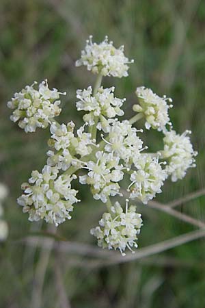 Seseli hippomarathrum \ Pferde-Sesel / Horse Fennel, D Sasbach am Kaiserstuhl 23.8.2008