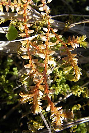 Selaginella helvetica \ Schweizer Moosfarn, D Hurlach 18.4.2009