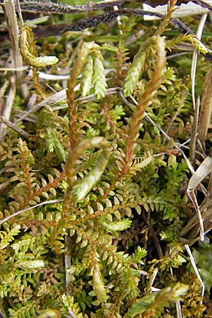 Selaginella helvetica \ Schweizer Moosfarn / Swiss Clubmoss, D Hurlach 18.4.2009