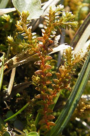 Selaginella helvetica \ Schweizer Moosfarn, D Hurlach 18.4.2009