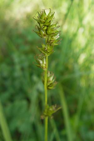 Carex spicata \ Stachel-Segge, Korkfrchtige Segge, D Darmstadt 10.5.2009