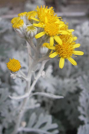 Senecio cineraria \ Aschen-Greiskraut, Silber-Greiskraut / Silver Ragwort, Dusty Miller, D Botan. Gar.  Universit.  Mainz 11.7.2009