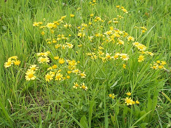 Senecio aquaticus \ Wasser-Greiskraut, D Darmstadt 17.7.2009