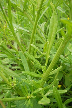 Senecio aquaticus / Marsh Ragwort, D Darmstadt 17.7.2009