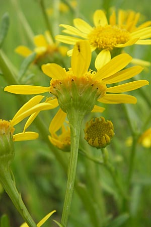 Senecio aquaticus \ Wasser-Greiskraut / Marsh Ragwort, D Darmstadt 17.7.2009