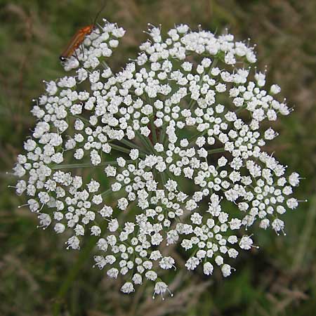 Selinum carvifolia \ Kmmelblttrige Silge / Cambridge Milk Parsley, D Pfalz, Speyer 22.7.2009