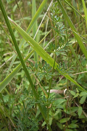 Selinum carvifolia \ Kmmelblttrige Silge / Cambridge Milk Parsley, D Pfalz, Speyer 22.7.2009