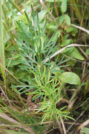 Selinum carvifolia \ Kmmelblttrige Silge / Cambridge Milk Parsley, D Pfalz, Speyer 22.7.2009