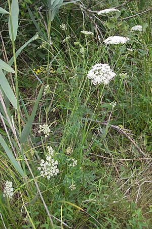 Selinum carvifolia \ Kmmelblttrige Silge / Cambridge Milk Parsley, D Pfalz, Speyer 22.7.2009