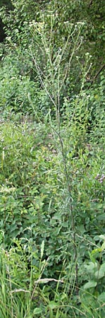 Senecio erucifolius \ Raukenblttriges Greiskraut / Hoary Ragwort, D Offenburg 27.7.2009