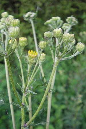 Senecio erucifolius \ Raukenblttriges Greiskraut, D Offenburg 27.7.2009