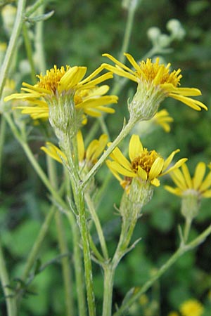 Senecio erucifolius / Hoary Ragwort, D Offenburg 27.7.2009