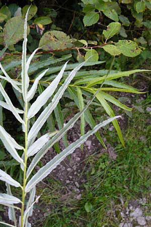 Salix viminalis \ Korb-Weide, D Eberbach 24.9.2014