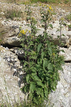 Senecio alpinus / Alpine Ragwort, D Immenstadt 21.6.2011