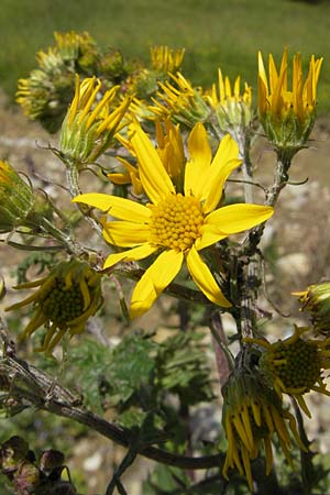 Senecio alpinus \ Alpen-Greiskraut / Alpine Ragwort, D Immenstadt 21.6.2011