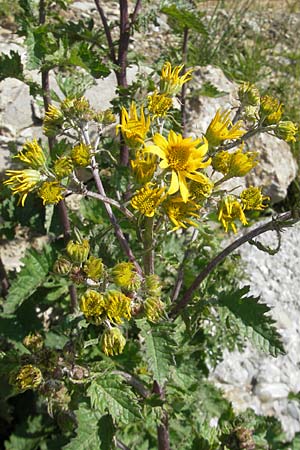 Senecio alpinus \ Alpen-Greiskraut, D Immenstadt 21.6.2011