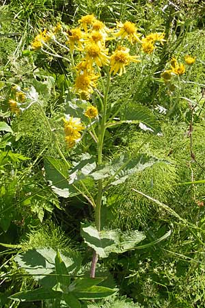 Senecio alpinus \ Alpen-Greiskraut / Alpine Ragwort, D Immenstadt 21.6.2011