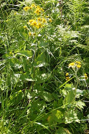 Senecio alpinus \ Alpen-Greiskraut, D Immenstadt 21.6.2011