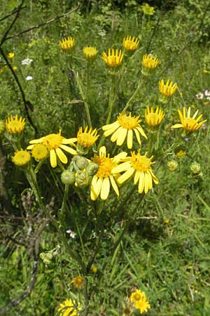 Senecio erucifolius \ Raukenblttriges Greiskraut, D Franken Arzlohe 6.8.2011