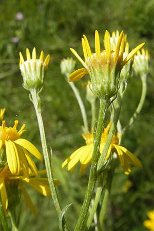 Senecio erucifolius \ Raukenblttriges Greiskraut / Hoary Ragwort, D Franken/Franconia Arzlohe 6.8.2011