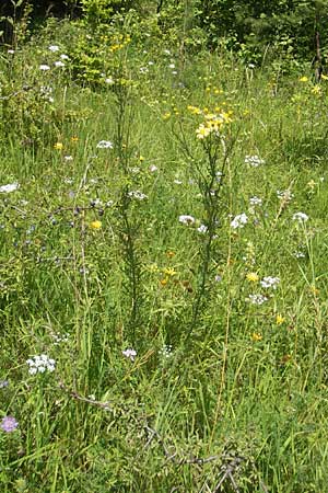 Senecio erucifolius \ Raukenblttriges Greiskraut, D Franken Arzlohe 6.8.2011