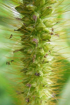 Setaria pumila \ Rote Borstenhirse, Fuchsrote Borstenhirse, D Kehl 28.7.2012