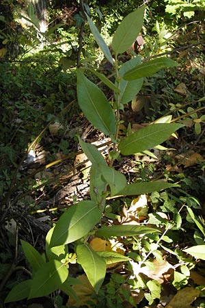 Salix eriocephala \ Herzblttrige Weide / Missouri River Willow, Yellow Willow, D Frankfurt-Niederrad 19.9.2012