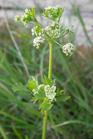 Apium graveolens \ Sellerie / Celery, D Ubstadt 5.7.2013