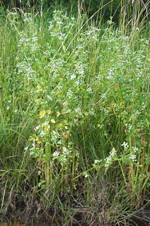 Apium graveolens \ Sellerie / Celery, D Ubstadt 5.7.2013