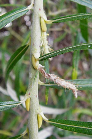 Salix viminalis \ Korb-Weide / Common Osier, D Mannheim 2.10.2014