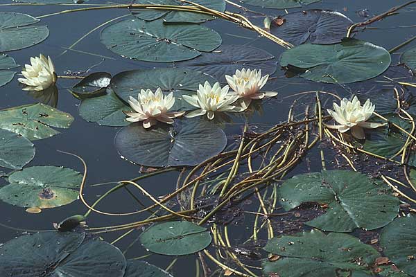 Nymphaea alba \ Weie Seerose / White Water-Lily, D Pfalz, Speyer 26.6.1995