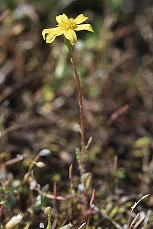 Senecio vernalis \ Frhlings-Greiskraut / Eastern Groundsel, D Mannheim 1.5.2006