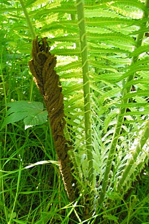 Matteuccia struthiopteris / Ostrich Fern, D Odenwald, Langenthal 18.5.2009