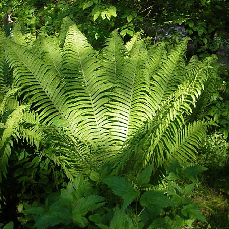 Matteuccia struthiopteris / Ostrich Fern, D Odenwald, Langenthal 18.5.2009