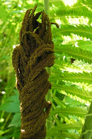 Matteuccia struthiopteris \ Strau-Farn / Ostrich Fern, D Odenwald, Langenthal 18.5.2009