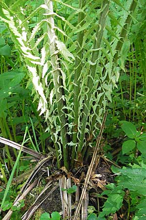 Matteuccia struthiopteris / Ostrich Fern, D Odenwald, Langenthal 18.5.2009