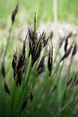 Schoenus ferrugineus \ Rostrote Kopfbinse / Brown Bog-Rush, D Günzburg 22.5.2009