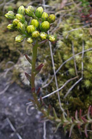 Sedum forsterianum \ Zierliche Felsen-Fetthenne / Rock Stonecrop, Welsh Stonecrop, D Idar-Oberstein 25.6.2011