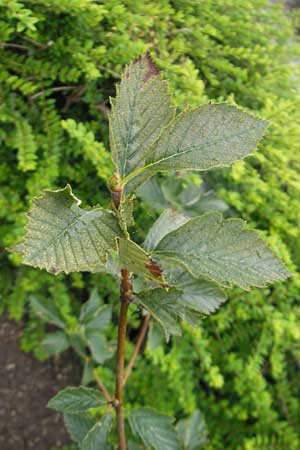 Sorbus fischeri / Ries Whitebeam, D Botan. Gar.  Universit.  Regensburg 5.8.2011