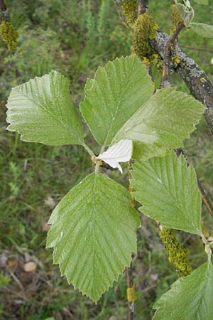 Sorbus fischeri \ Ries-Mehlbeere / Ries Whitebeam, D Harburg in Schwaben 6.5.2012