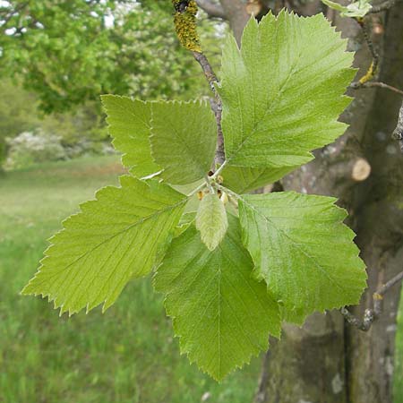 Sorbus fischeri \ Ries-Mehlbeere, D Harburg in Schwaben 6.5.2012