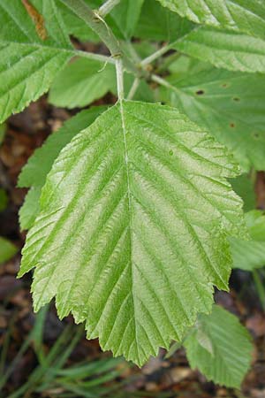 Sorbus franconica \ Frnkische Mehlbeere, D Franken Leutenbach 7.5.2012