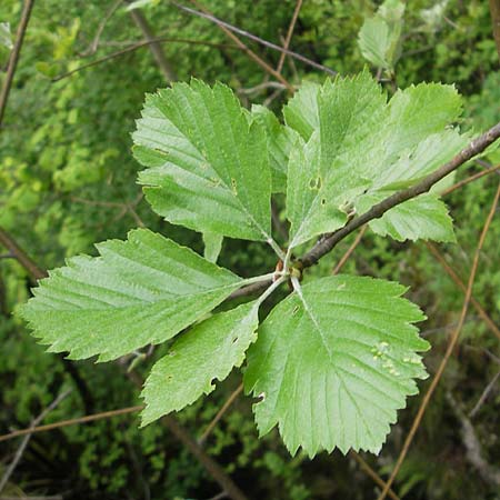 Sorbus franconica \ Frnkische Mehlbeere, D Franken Leutenbach 7.5.2012