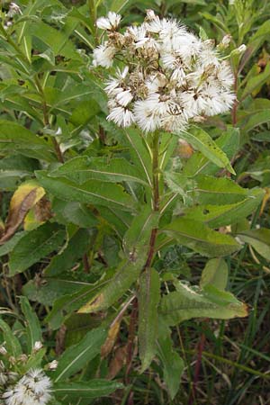 Senecio fluviatilis \ Fluss-Greiskraut / Broad-Leaved Ragwort, D Hochheim am Main 15.9.2012